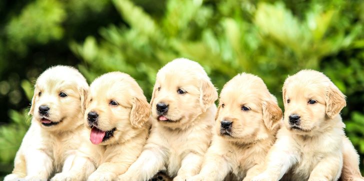 5 Labrador puppies op een Rij