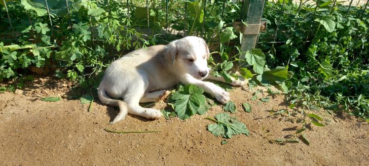 De Voordelen van het Adopteren van een Hond uit een Asiel