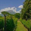 Etna Rosso en Etna Bianco, Wijn uit de Etna streek